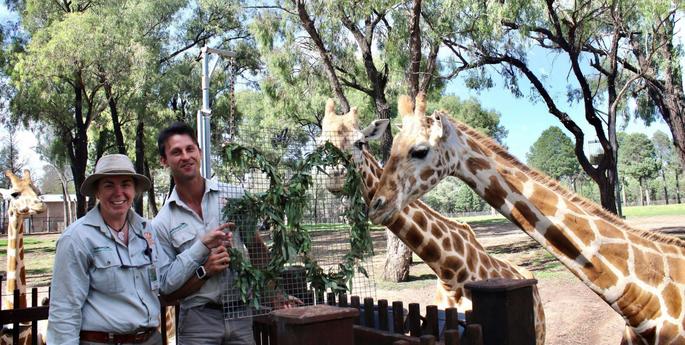 Mutangi the Giraffe turns 30