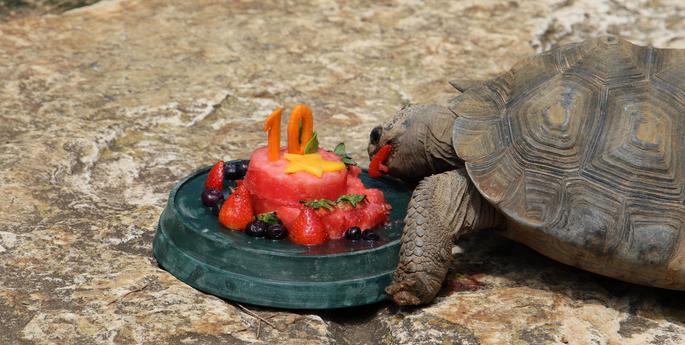Galapagos Tortoise hatchling NJ turns 10