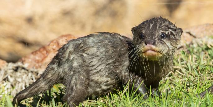 Otter pups reach four month milestone