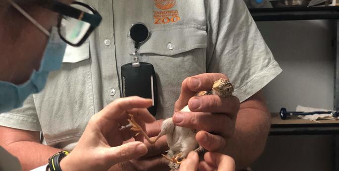 Plains-wanderer chicks pass health check