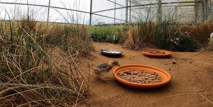 Four rare Plains-wanderer chicks hatch at Dubbo