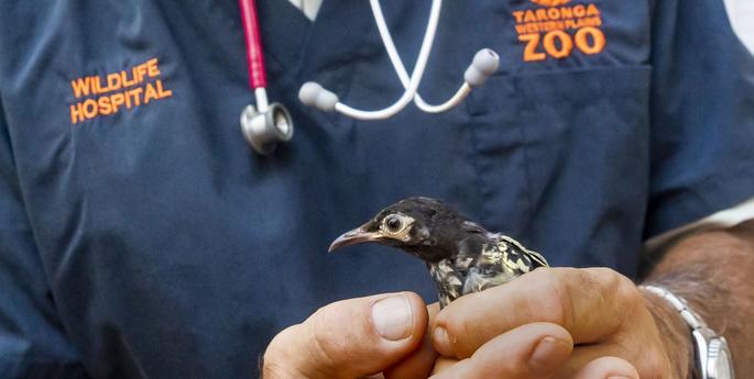 Regent Honeyeaters first health check at Dubbo