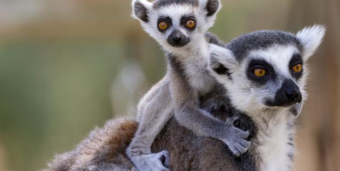 Ring-tailed Lemurs Named