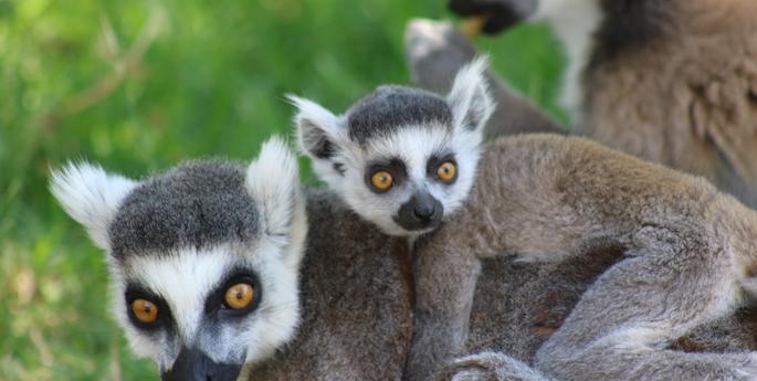 Dubbo Zoo welcomes Ring-tailed Lemur babies