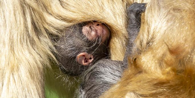 Dubbo Zoo welcomes baby Spider Monkey