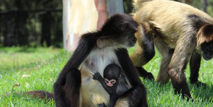 Second Spider Monkey baby born