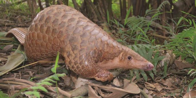 Passionate about the Pangolin