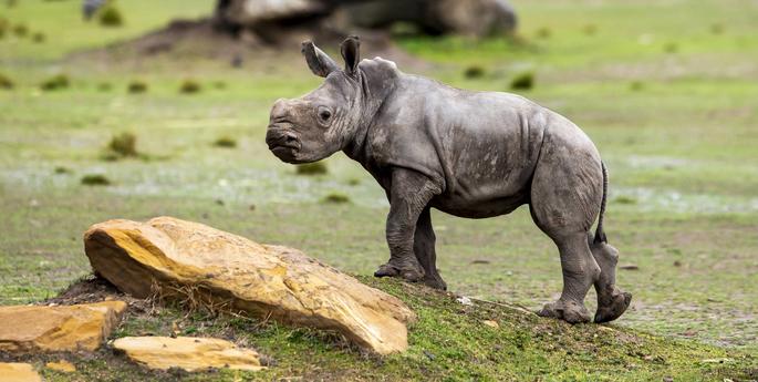 Meet Meeka the White Rhino calf