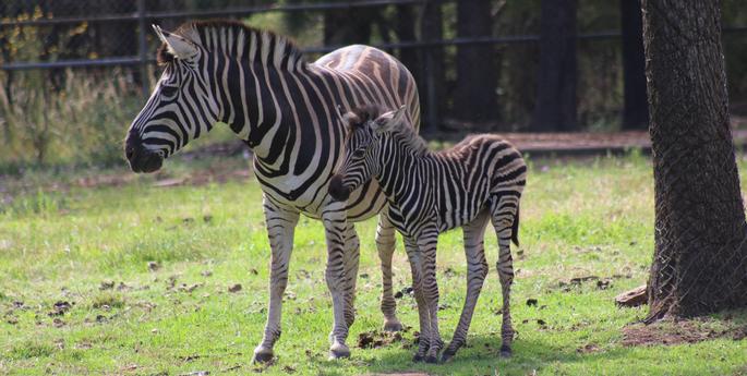 Dubbo Zoo welcomes Zebra foal
