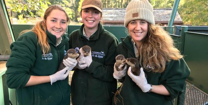 Dubbo Zoo welcomes four Otter pups!