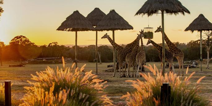 Dubbo Zoo makes Wotif Aussie Kids bucket list
