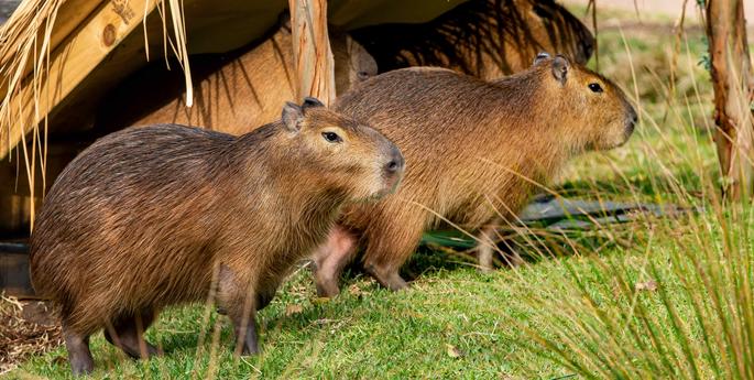 World's largest rodent finds new home at Taronga Zoo