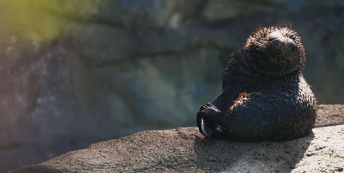 Seal pup Eve makes public debut at Taronga Zoo Sydney