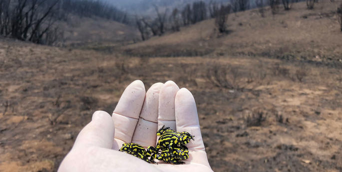 Small population of Corroboree Frogs survive bushfires in Victoria