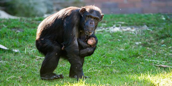 Incredible and critically endangered chimp baby