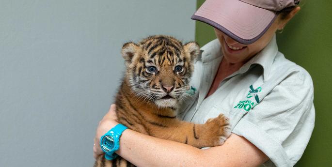 Taronga Announces the Birth of Three Rare Tiger Cubs