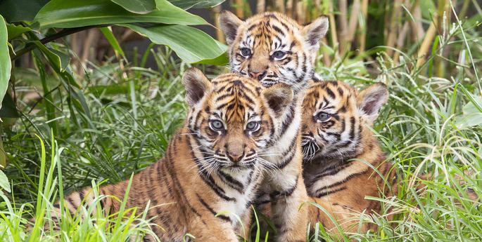 Three Rare Tiger Cubs Debut at Taronga Zoo Sydney