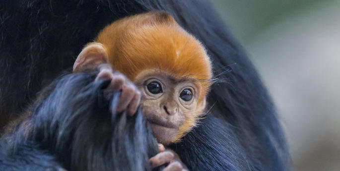 Newborn Francois Langur baby is as bright as can be