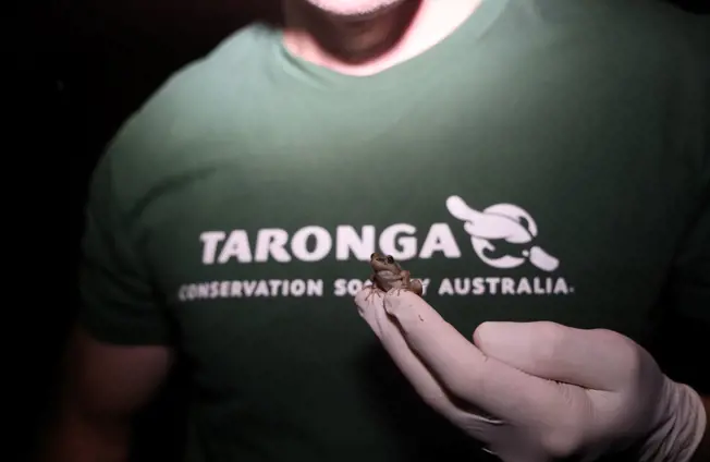 Image of Record release leaps Booroolong Frog back from the brink 