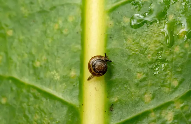 Image of Big comeback for tiny creatures: critically endangered snails returned to the wild on Norfolk Island