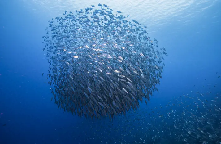 Image of How you can help prevent overfishing 