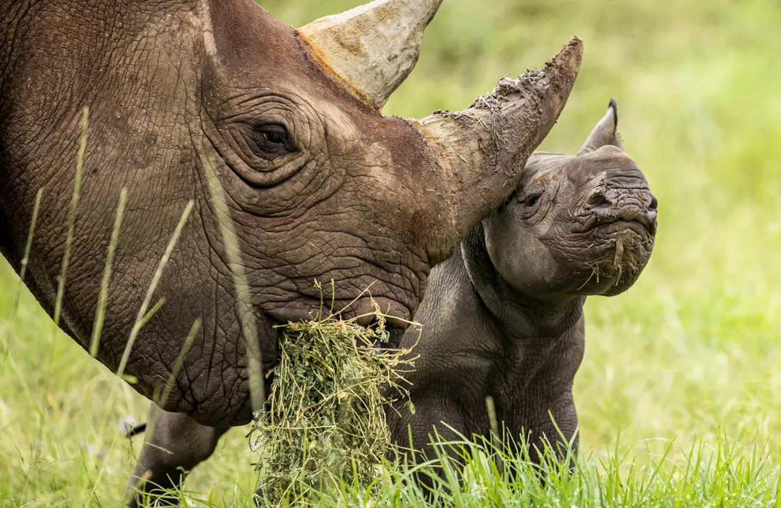 Rhino calf with mother in grass