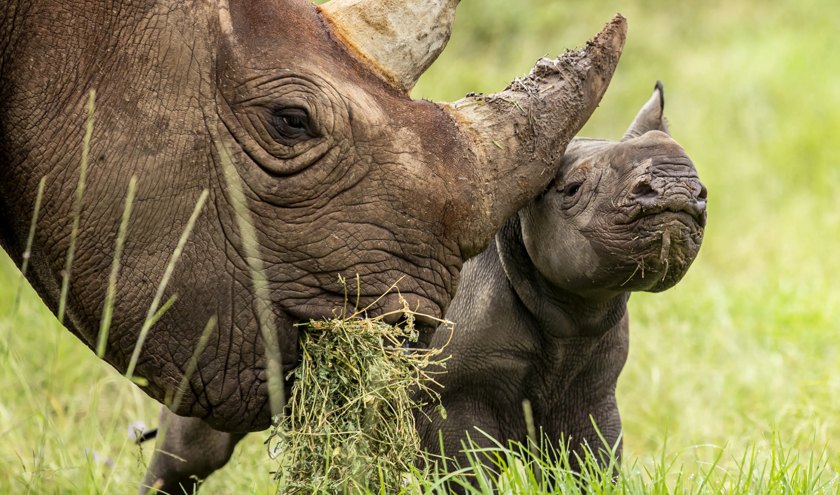 Rhino calf with mother in grass