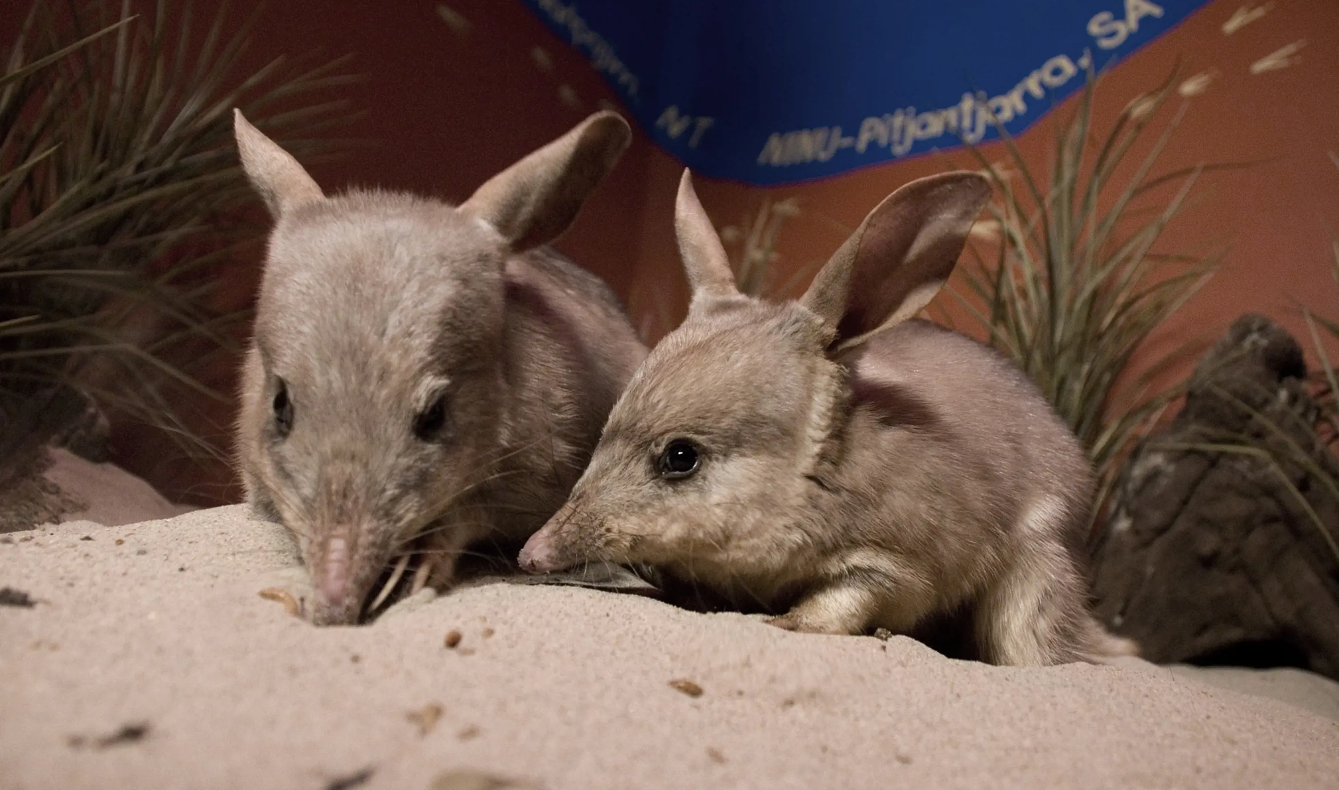 Two greater bilbies