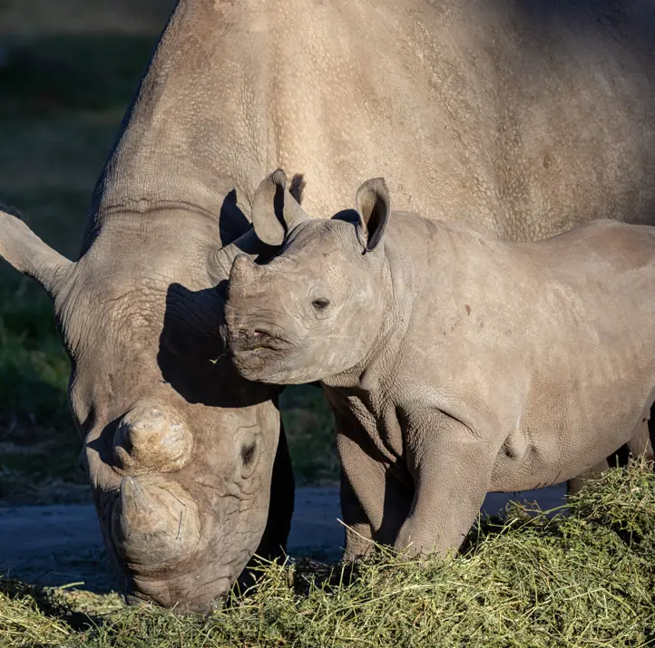 Black Rhino Calf with mother