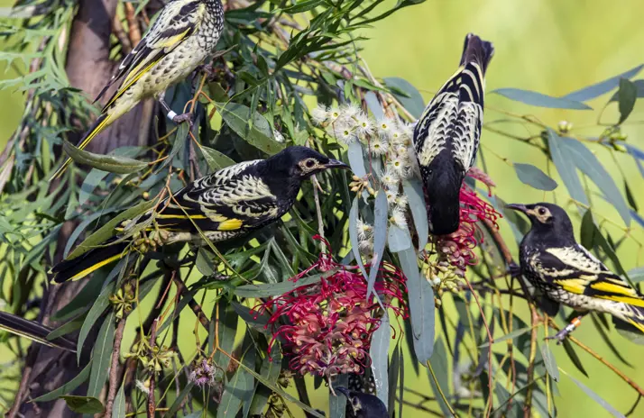 Regent Honey Eaters in a tree