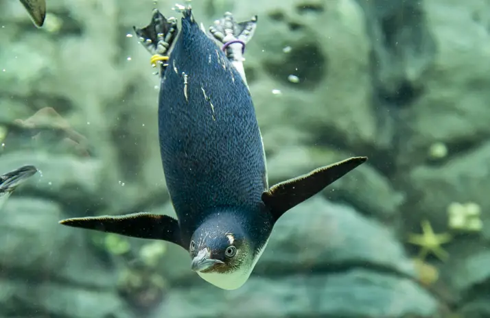 Little Penguin diving underwater