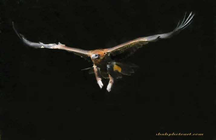 Free flight bird George flying at night