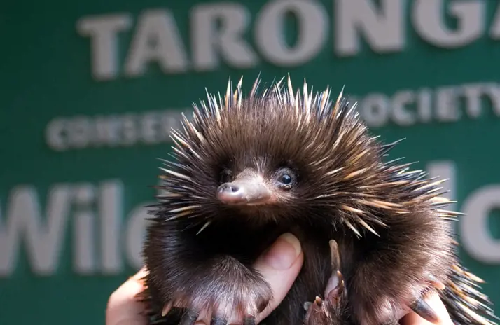 Echidna with Taronga poster