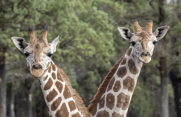 Herd of Giraffe