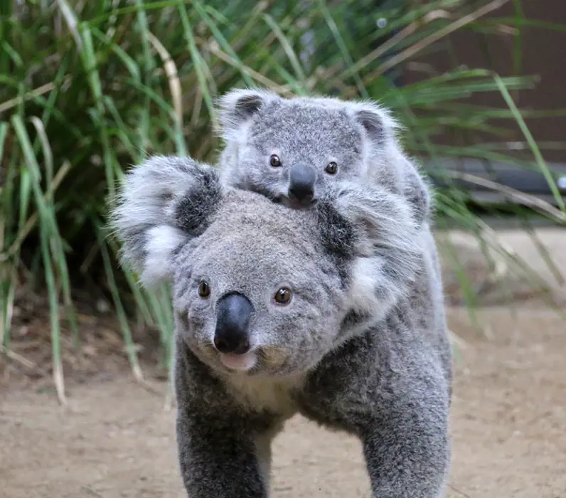 Koala with Joey