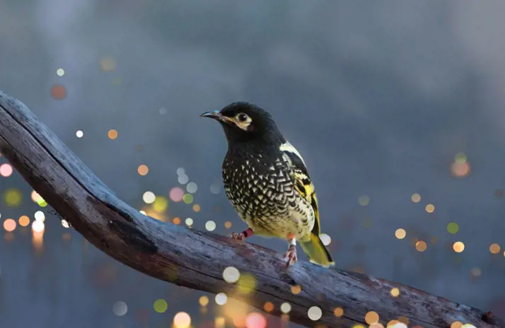 Regent Honeyeater on branch