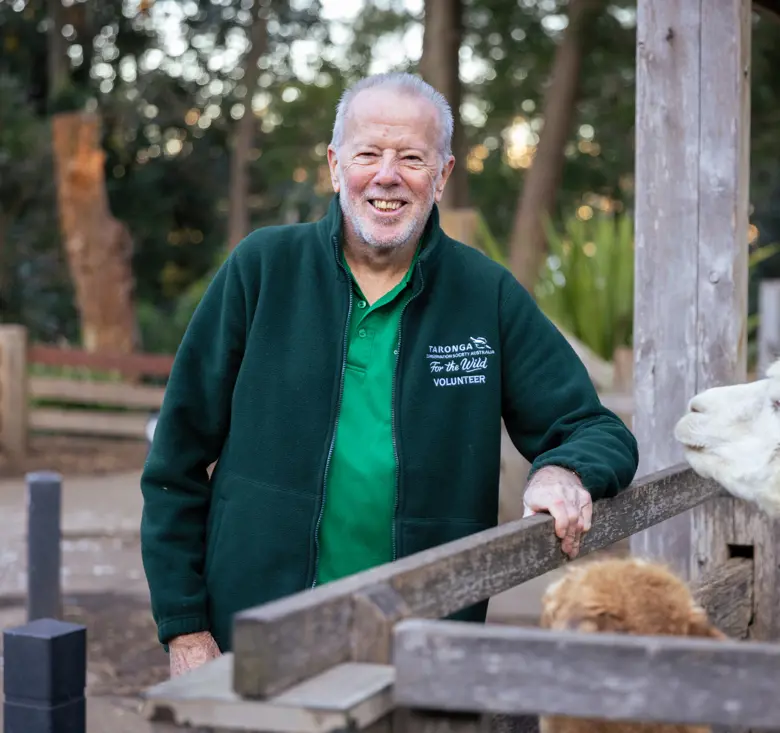 Volunteer zookeeper standing next to llamas
