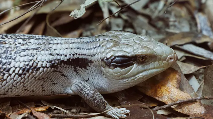 Blue Tongue Lizard on foliage in Amphibian & Reptile Centre at Taronga Zoo