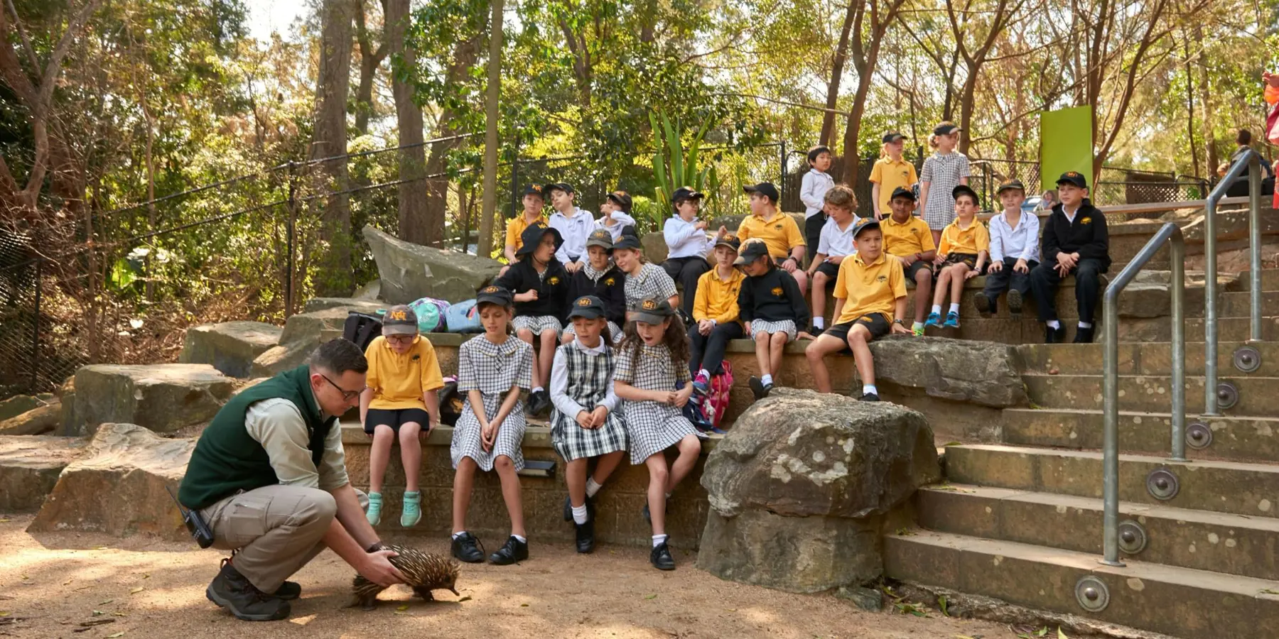 Students observing taronga teacher with echidna in backyard to bush outdoor bush ampitheater learning space