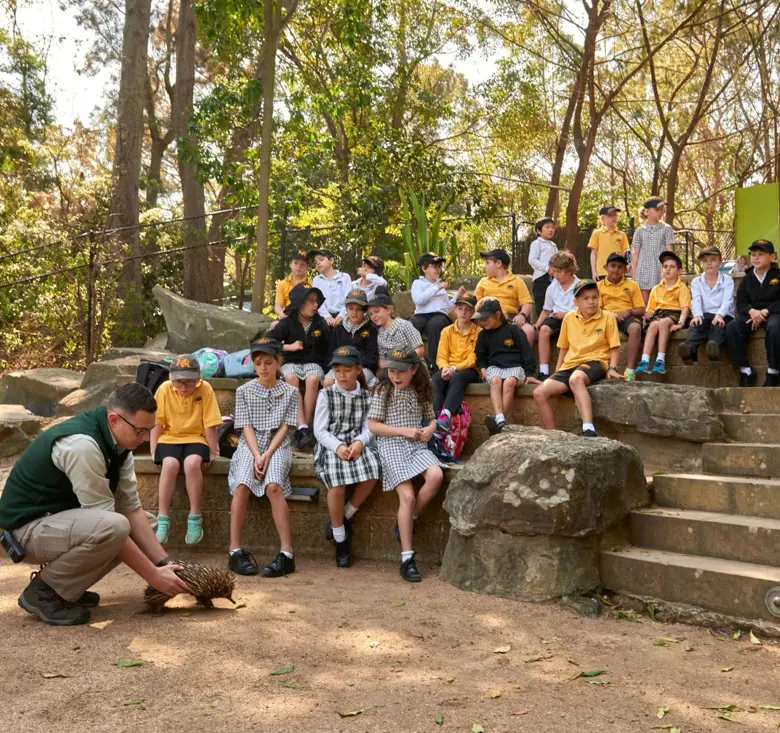 Students observing taronga teacher with echidna in backyard to bush outdoor bush ampitheater learning space