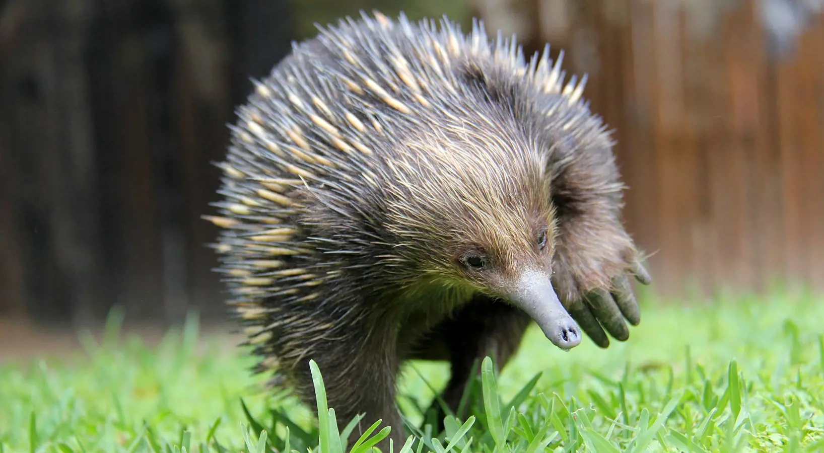 Echidna walking towards camera on grass