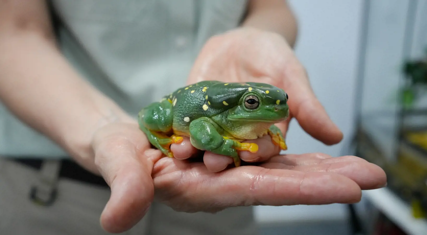 Taronga educator holding green and yellow spotted frog up to camera