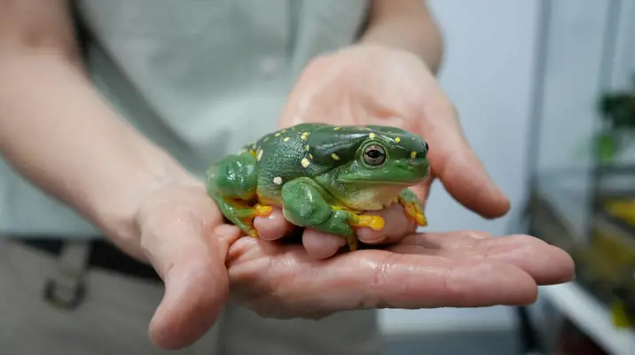 Taronga educator holding green and yellow spotted frog up to camera