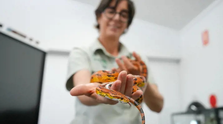 Taronga Western plains zoo educator holding up orange and brown speckled small snake to camera