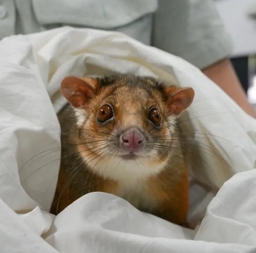 Possum in soft pouch looking at camera