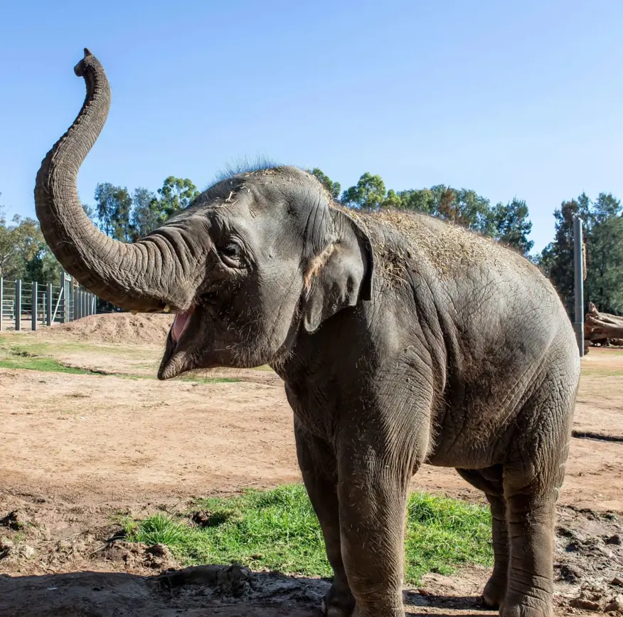 Elephant Kanlaya at Taronga Western Plains Zoo Dubbo with trunk raised.