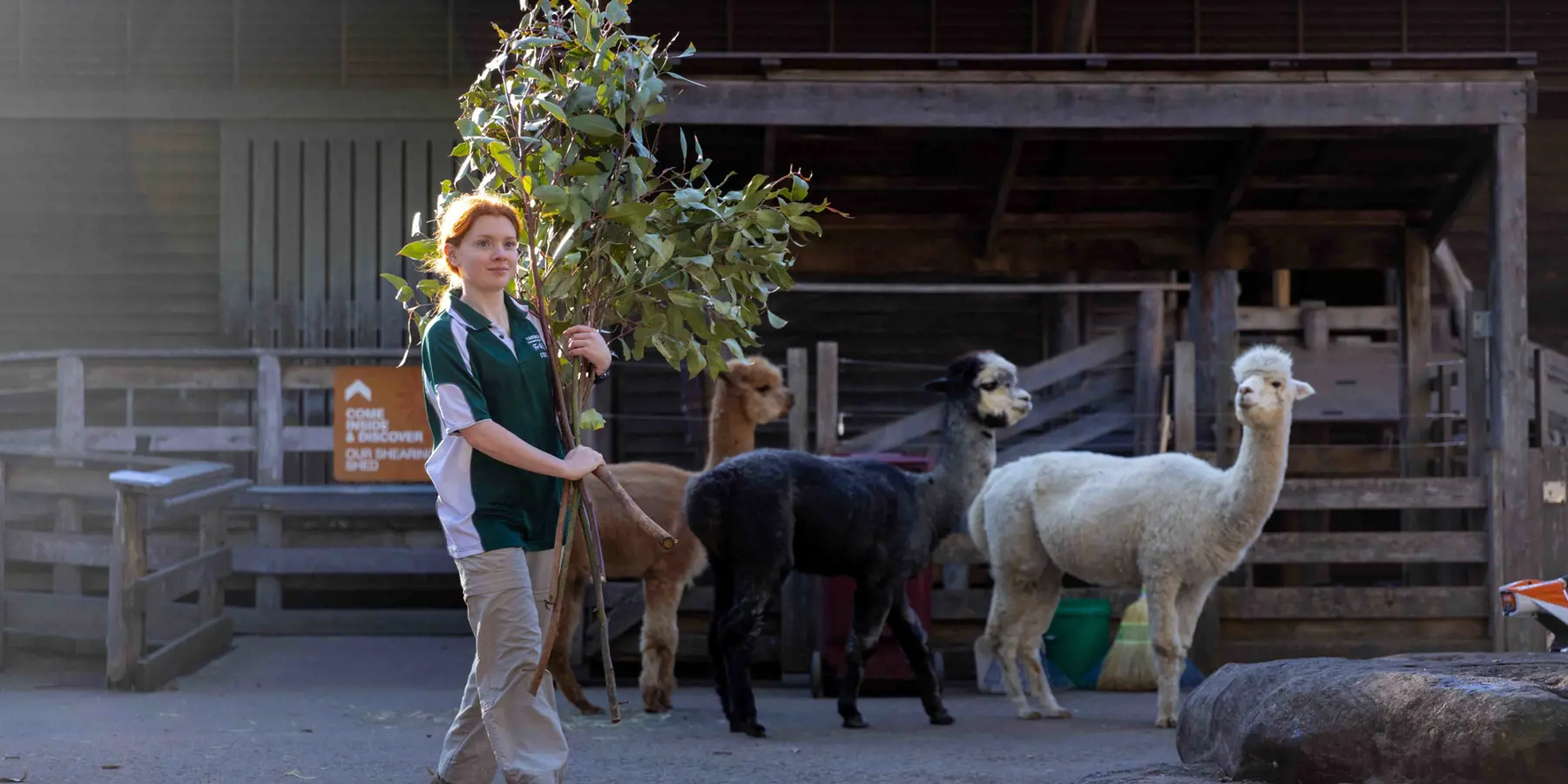 Certificate II student with alpacas
