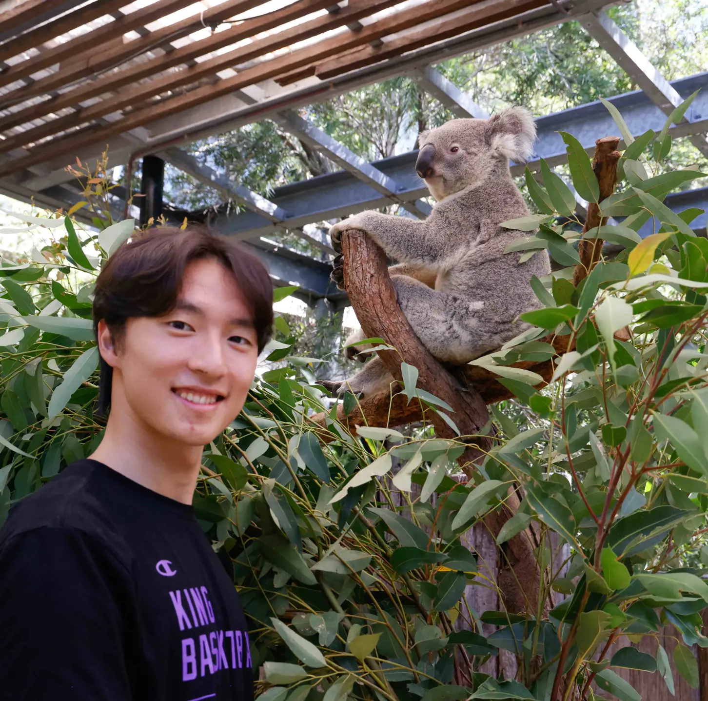 Koala sitting in a tree while a visitor stands nearby at Taronga Zoo Sydney.
