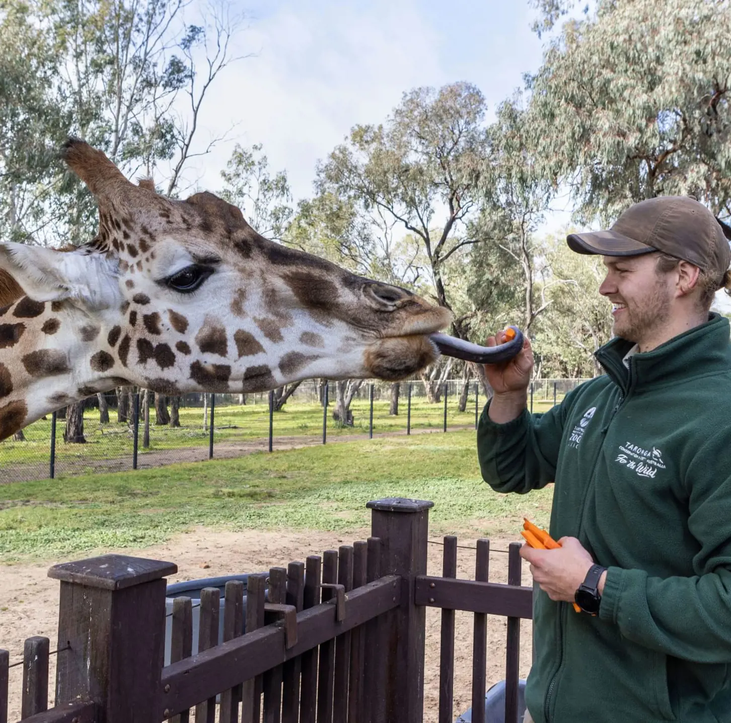 Giraffe reaching over a fence to be fed by a zoo keeper in an outdoor enclosure.