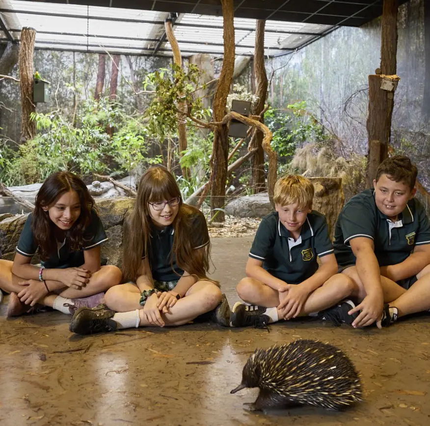 School students seated in a circle observing an echidna during a lesson in an immersive classroom.